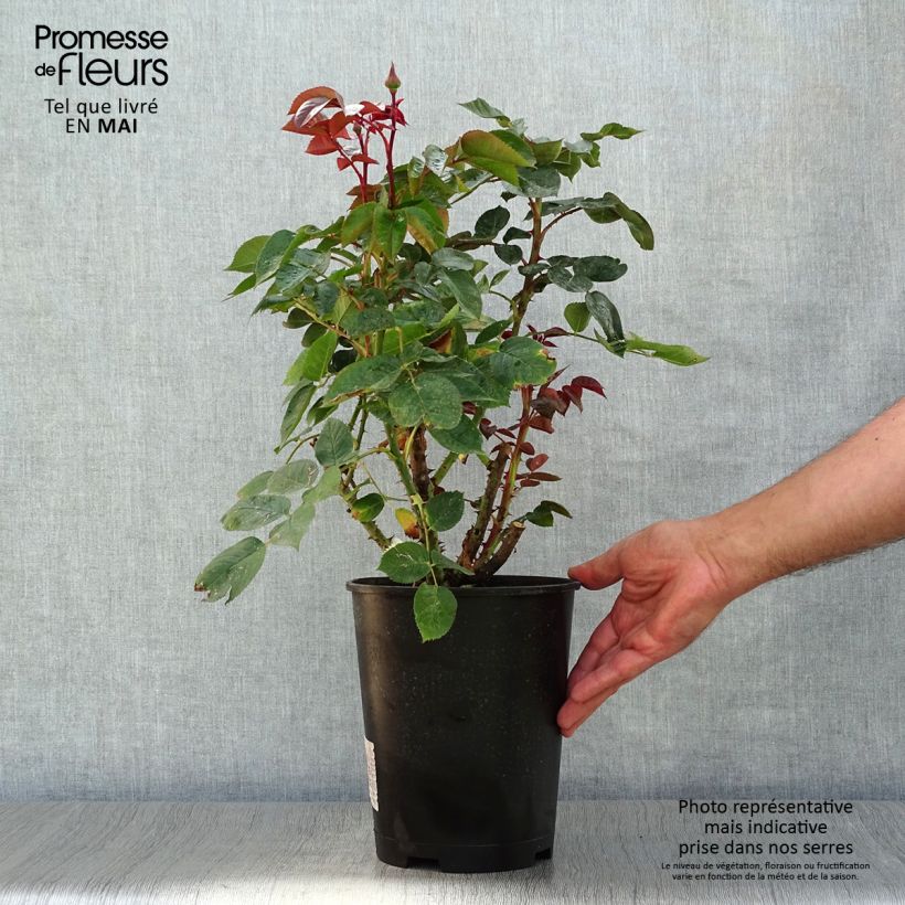 Example of Rosa La Rose Monsieur - Grootbloemige roos Pot van 4 l/5 l as you get in printemps