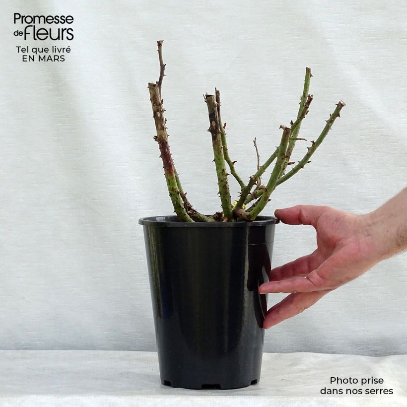 Example of Rosa La Garçonne® Taneiglat - Grootbloemige roos Pot van 4 l/5 l as you get in printemps