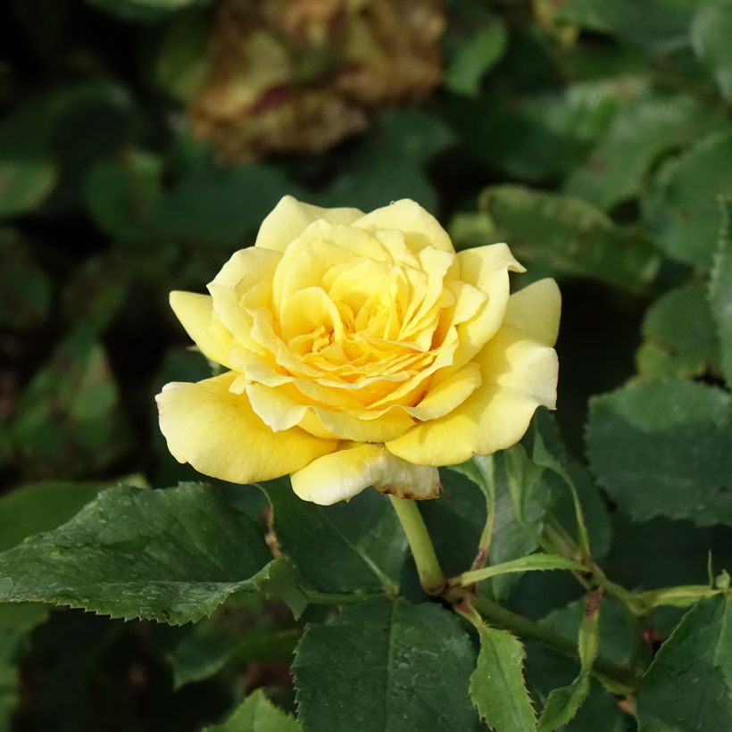Rosa La Rotonde - Grootbloemige roos (Bloei)