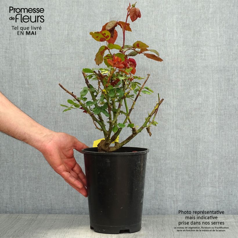 Exemplaar van Rosa Piano - Grootbloemige roos Pot van 4 l/5 l zoals geleverd in de lente