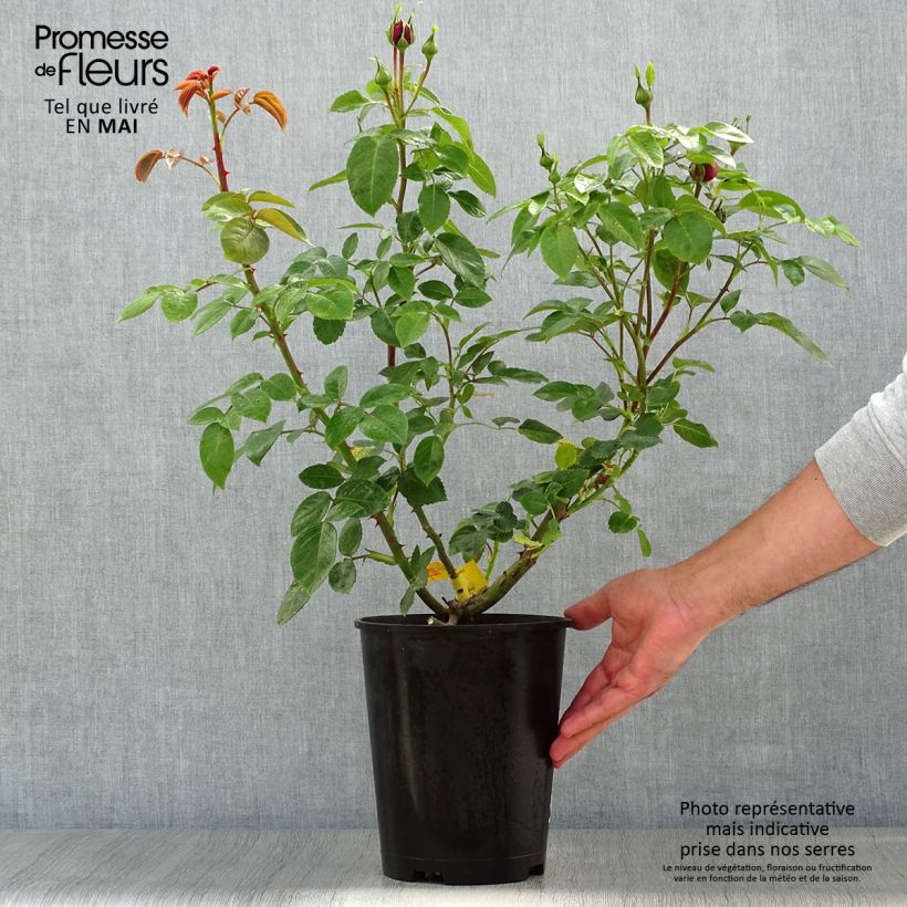 Exemplaar van Rosa Trocadéro - Grootbloemige roos Pot van 4 l/5 l zoals geleverd in de lente