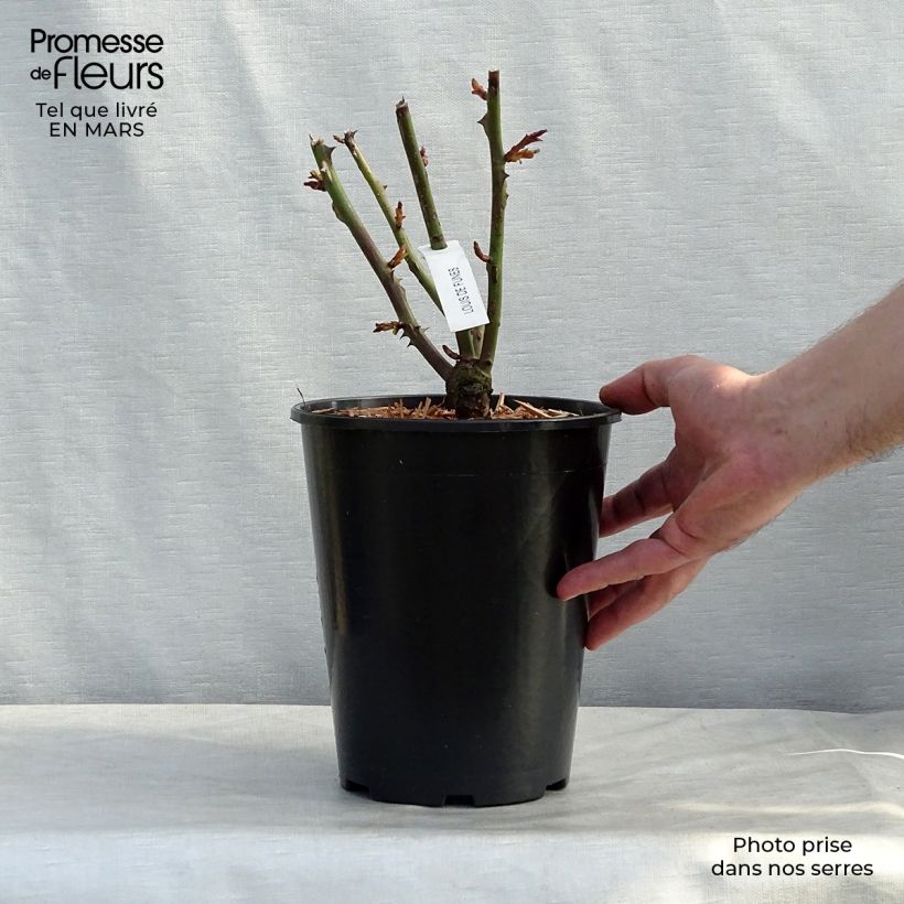 Exemplaar van Rosa Louis de Funès - Grootbloemige roos Pot van 4 l/5 l zoals geleverd in de lente