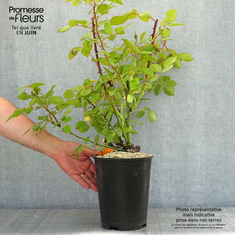 Exemplaar van Rosa Lyon Lumières - Grootbloemige roos Pot van 4 l/5 l zoals geleverd in de lente