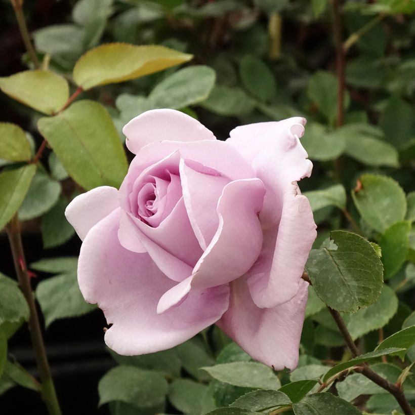 Rosa Mamy Blue - Grootbloemige roos (Bloei)
