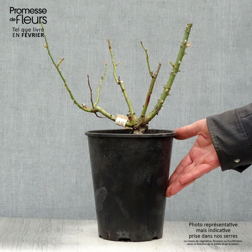 Exemplaar van Rosa Mamy Blue - Grootbloemige roos Pot van 4 l/5 l zoals geleverd in de winter
