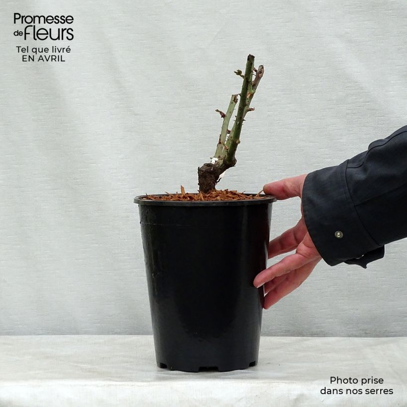 Example of Rosa Mamy Blue - Grootbloemige roos Pot van 4 l/5 l as you get in printemps