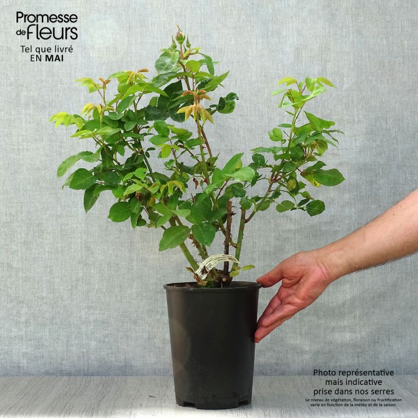 Exemplaar van Rosa Marc Chagall - Grootbloemige roos Pot van 3 l/4 l zoals geleverd in de lente