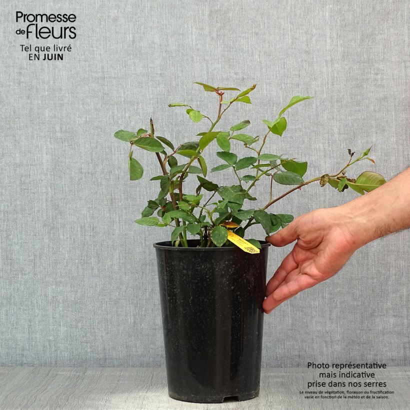 Exemplaar van Rosa Memoire - Grootbloemige roos Pot van 4 l/5 l zoals geleverd in de lente