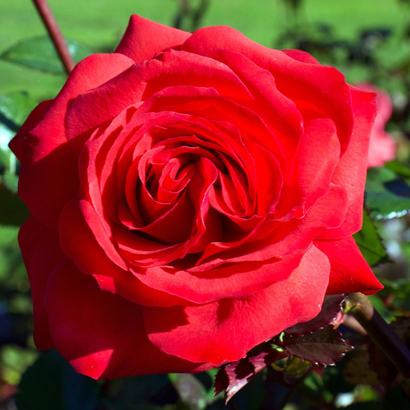 Rosa Mister Lincoln - Grootbloemige roos (Bloei)