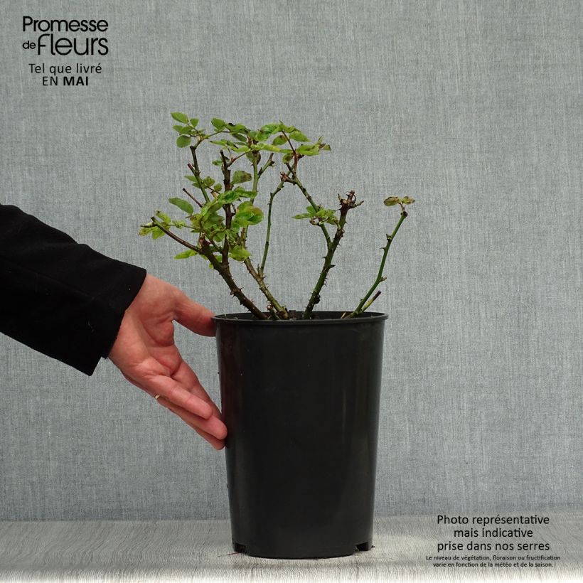 Exemplaar van Rosa Peace - Grootbloemige roos Pot van 4 l/5 l zoals geleverd in de lente