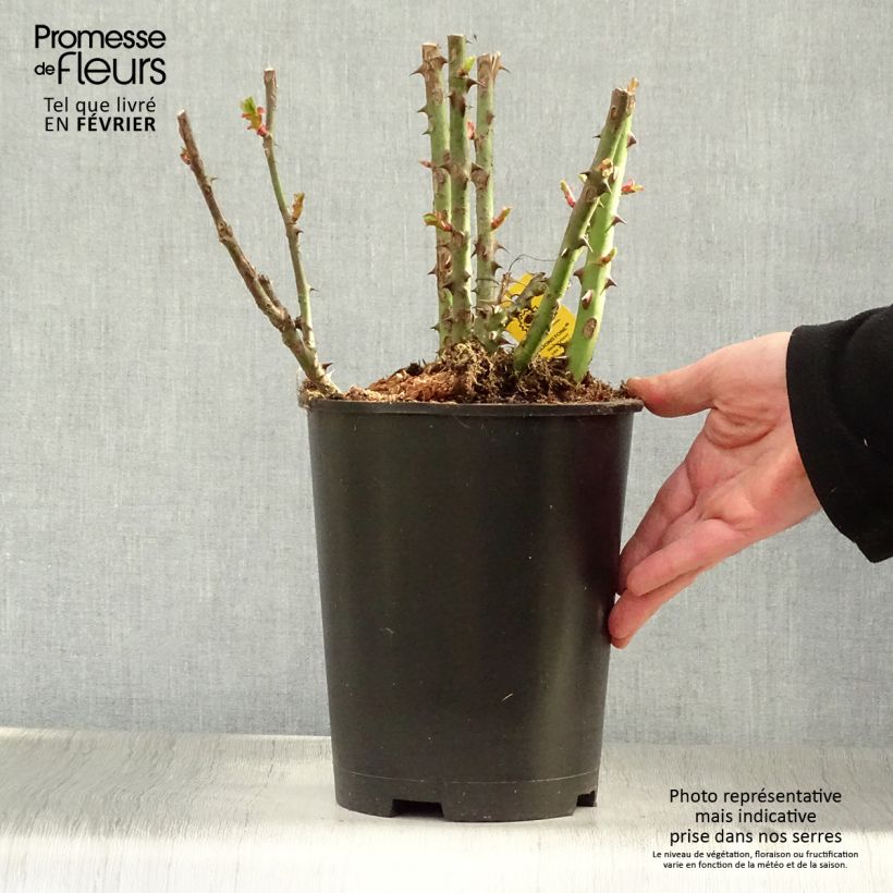 Exemplaar van Rosa Moonstone - Grootbloemige roos Pot van 4 l/5 l zoals geleverd in de winter