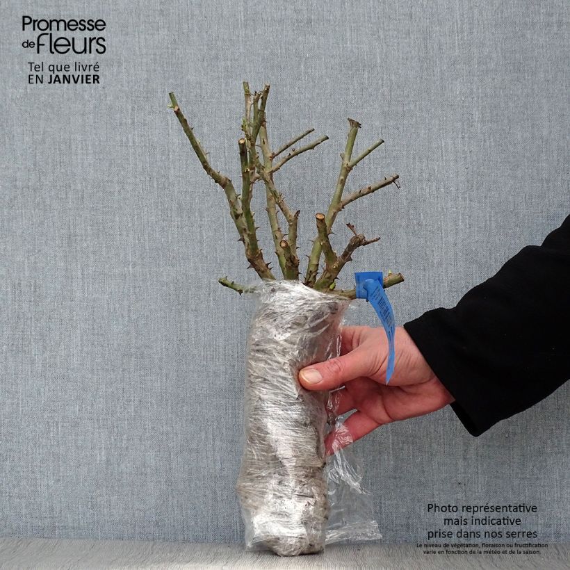 Exemplaar van Rosa New Imagine - Grootbloemige roos In kluit zoals geleverd in de winter