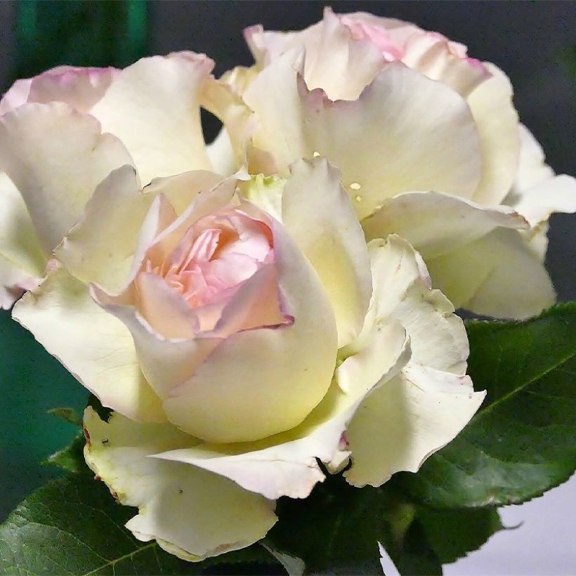 Rosa Niharika - Grootbloemige roos (Bloei)