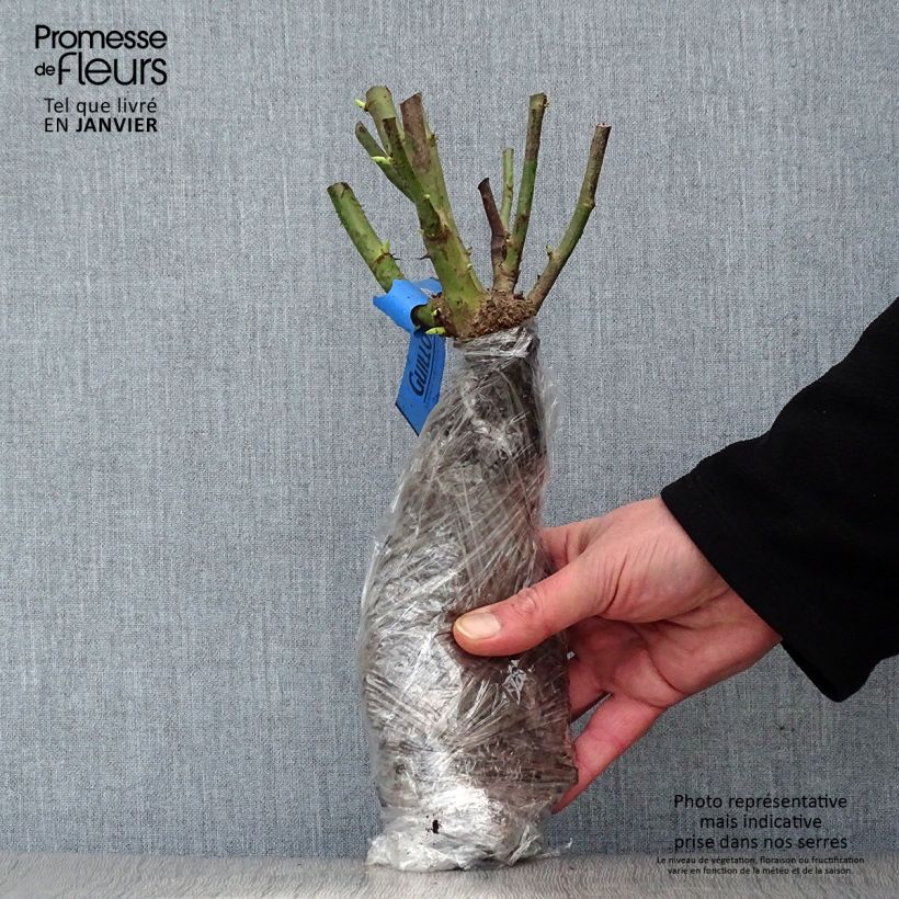 Exemplaar van Rosa Over the Moon - Grootbloemige roos In kluit zoals geleverd in de winter