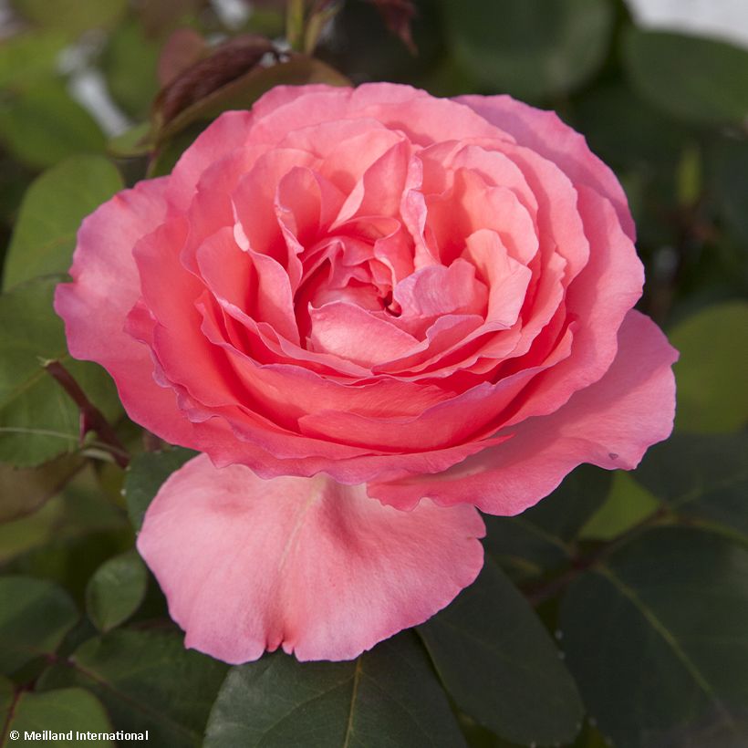 Rosa Pink Panther - Grootbloemige roos (Bloei)