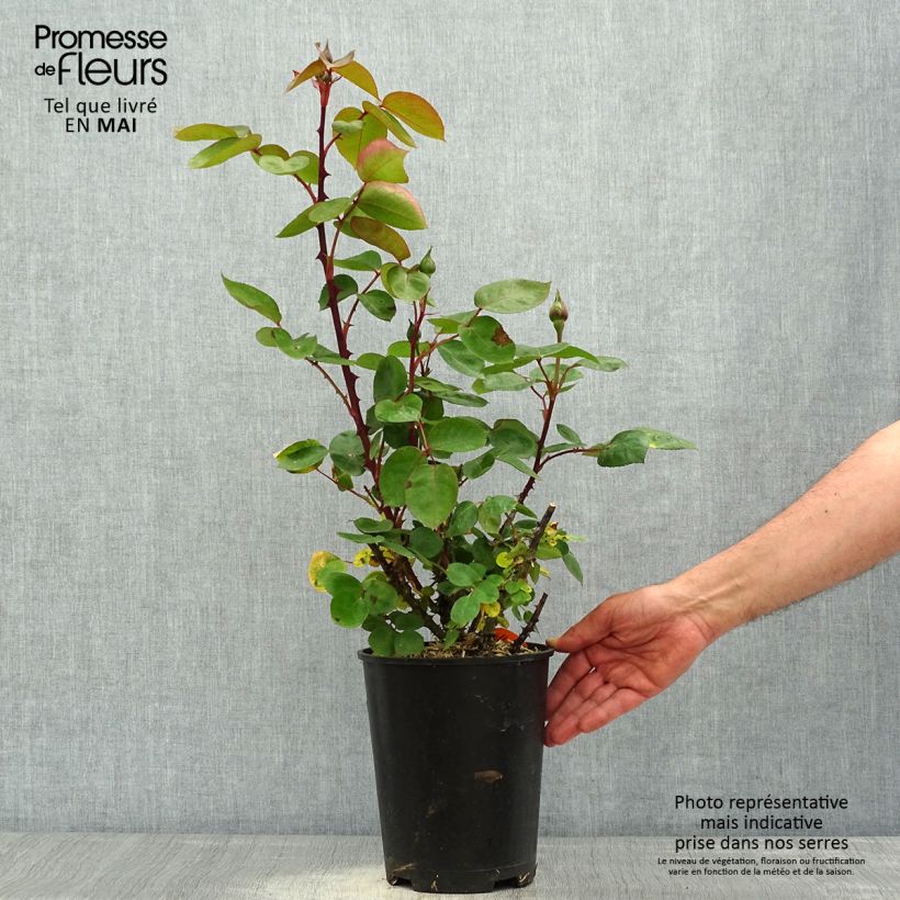Exemplaar van Rosa Pink Panther - Grootbloemige roos Pot van 4 l/5 l zoals geleverd in de lente