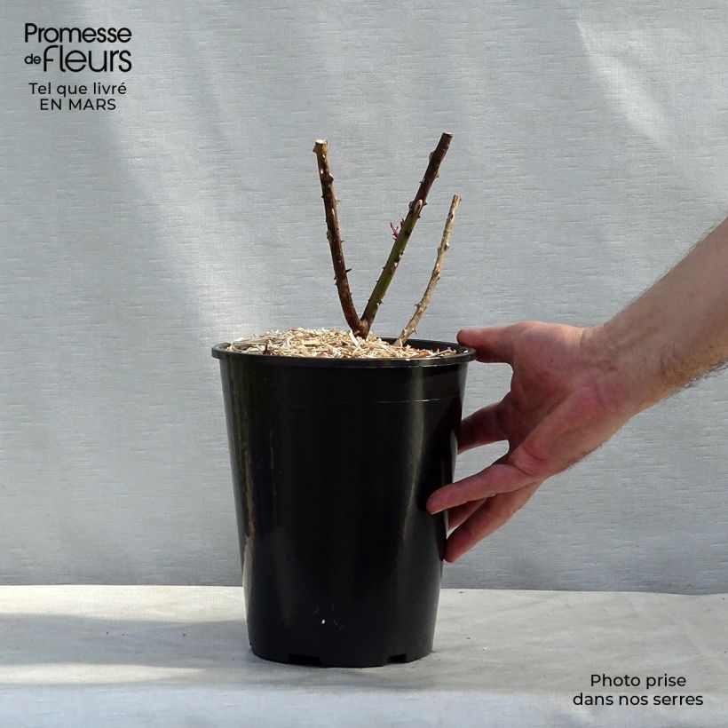 Exemplaar van Rosa Papa Meilland - Grootbloemige roos Pot van 4 l/5 l zoals geleverd in de lente