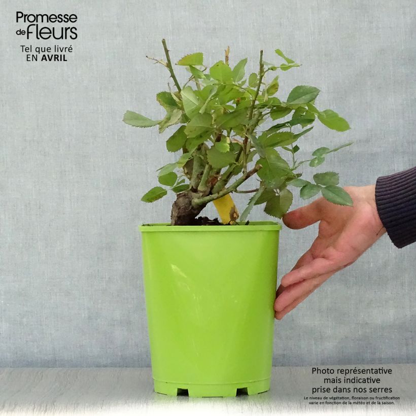 Exemplaar van Rosa Pope John Paul II - Grootbloemige roos Pot van 4 l/5 l zoals geleverd in de lente