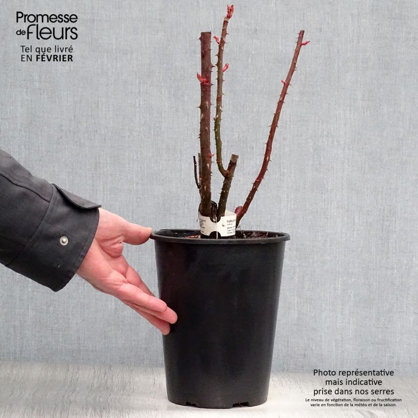 Exemplaar van Rosa Parfum Royal - Grootbloemige roos Pot van 4 l/5 l zoals geleverd in de winter