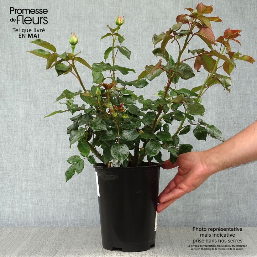 Exemplaar van Rosa Parfum Royal - Grootbloemige roos Pot van 4 l/5 l zoals geleverd in de lente