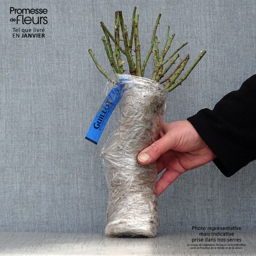 Exemplaar van Rosa Parfum de Liberté - Grootbloemige roos In kluit zoals geleverd in de winter