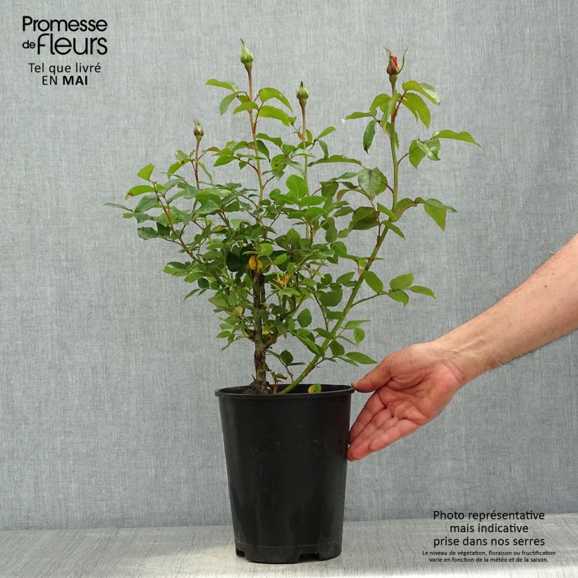 Example of Rosa Parfum de Nantes - Grootbloemige roos Pot van 4 l/5 l as you get in printemps