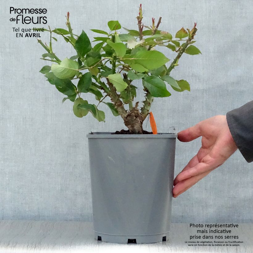 Exemplaar van Rosa Paris d'Yves St. Laurent - Grootbloemige roos Pot van 4 l/5 l zoals geleverd in de lente