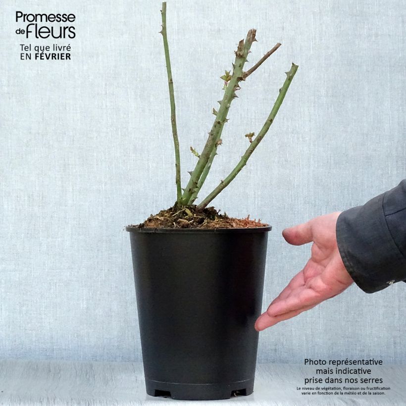Exemplaar van Rosa Paul Ricard - Grootbloemige roos Pot van 4 l/5 l zoals geleverd in de winter