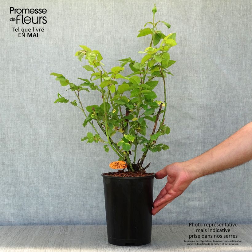 Exemplaar van Rosa Paul Ricard - Grootbloemige roos Pot van 4 l/5 l zoals geleverd in de lente