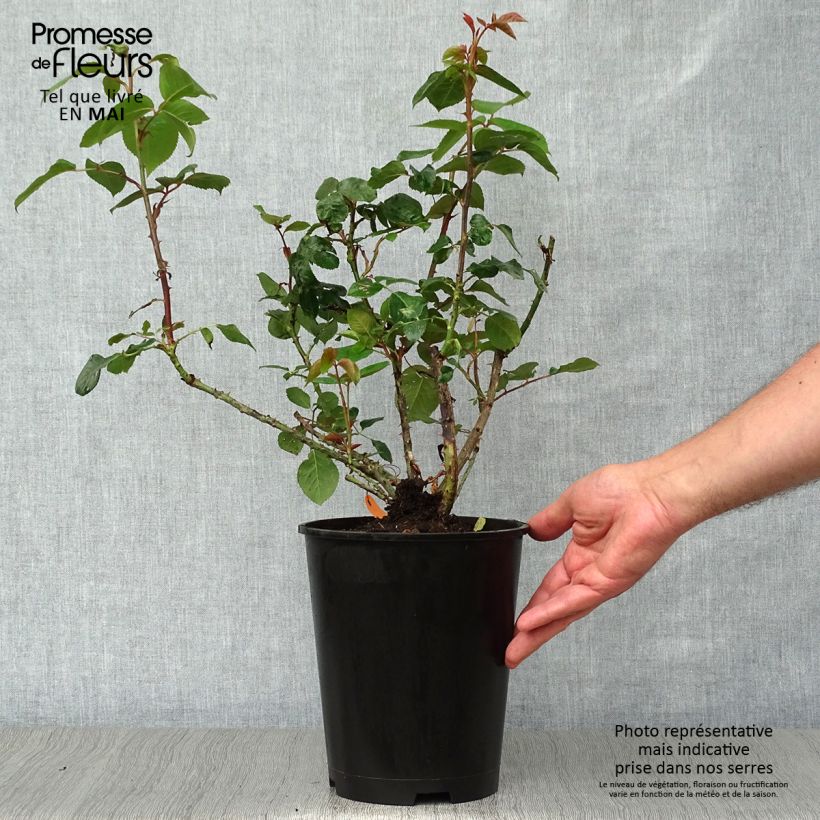 Example of Rosa Roger Whittaker - Grootbloemige roos Pot van 4 l/5 l as you get in printemps