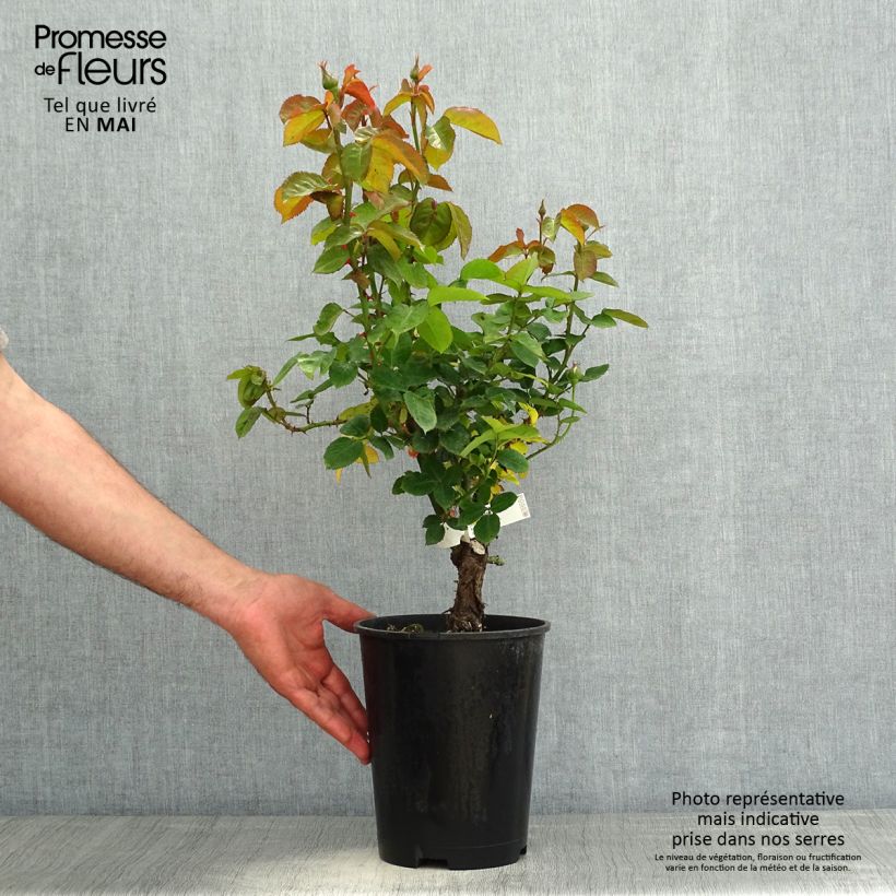 Exemplaar van Rosa Pierre de Luxembourg - Grootbloemige roos Pot van 4 l/5 l zoals geleverd in de lente