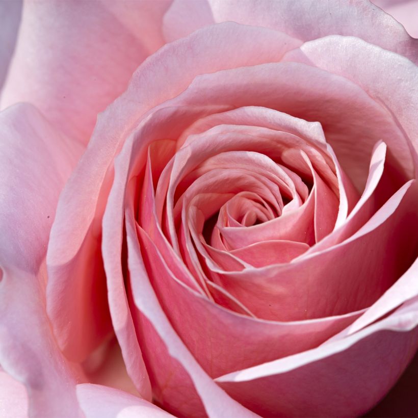 Rosa Pierre de Luxembourg - Grootbloemige roos (Bloei)