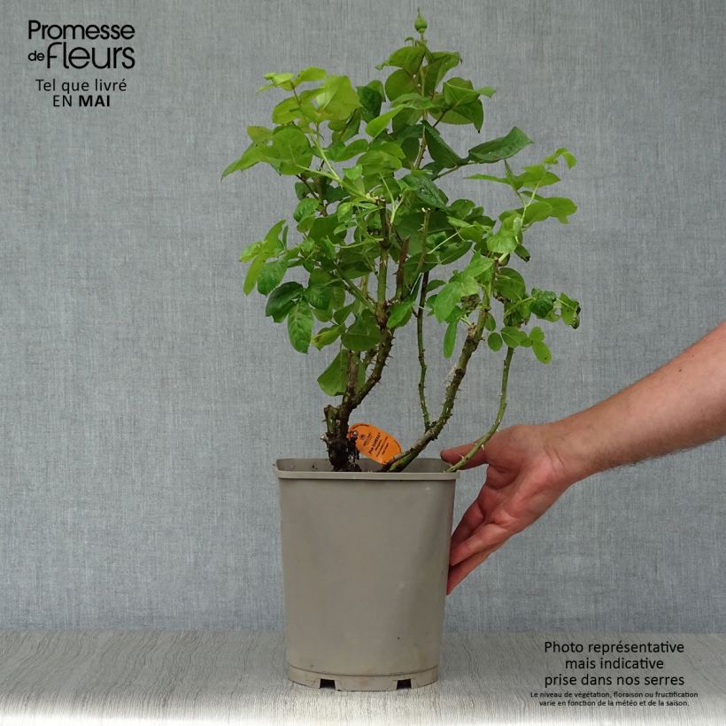 Exemplaar van Rosa Pink Eureka - Grootbloemige roos Pot van 4 l/5 l zoals geleverd in de lente