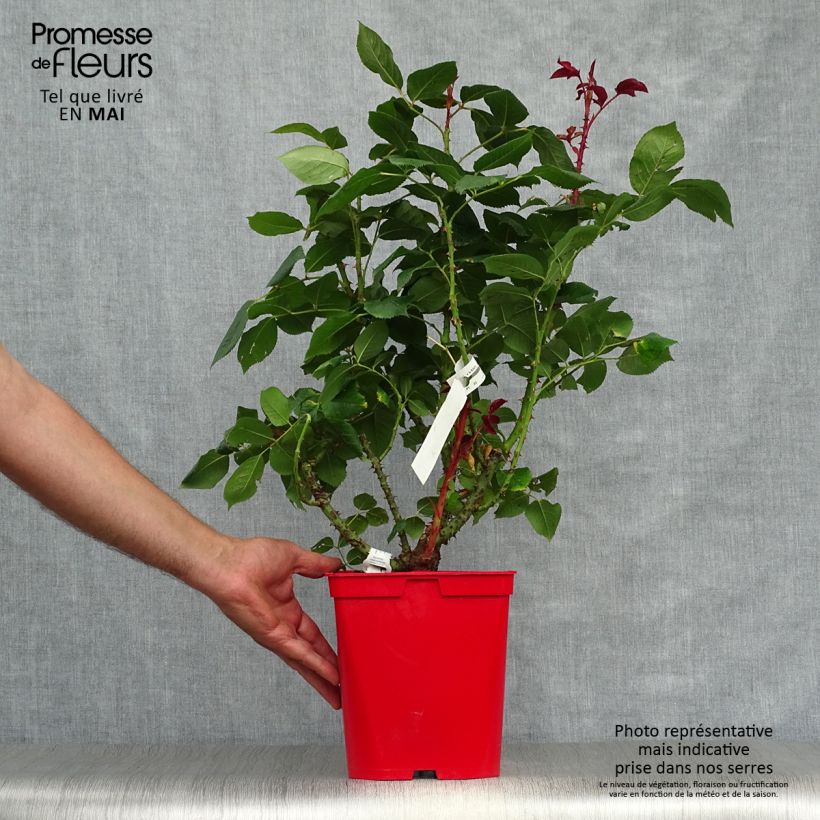 Example of Rosa Pink Paradise - Grootbloemige roos Pot van 3 l/4 l as you get in printemps