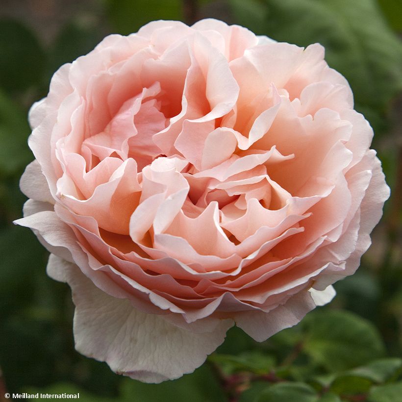 Rosa Princesse Charlene de Monaco - Grootbloemige roos (Bloei)