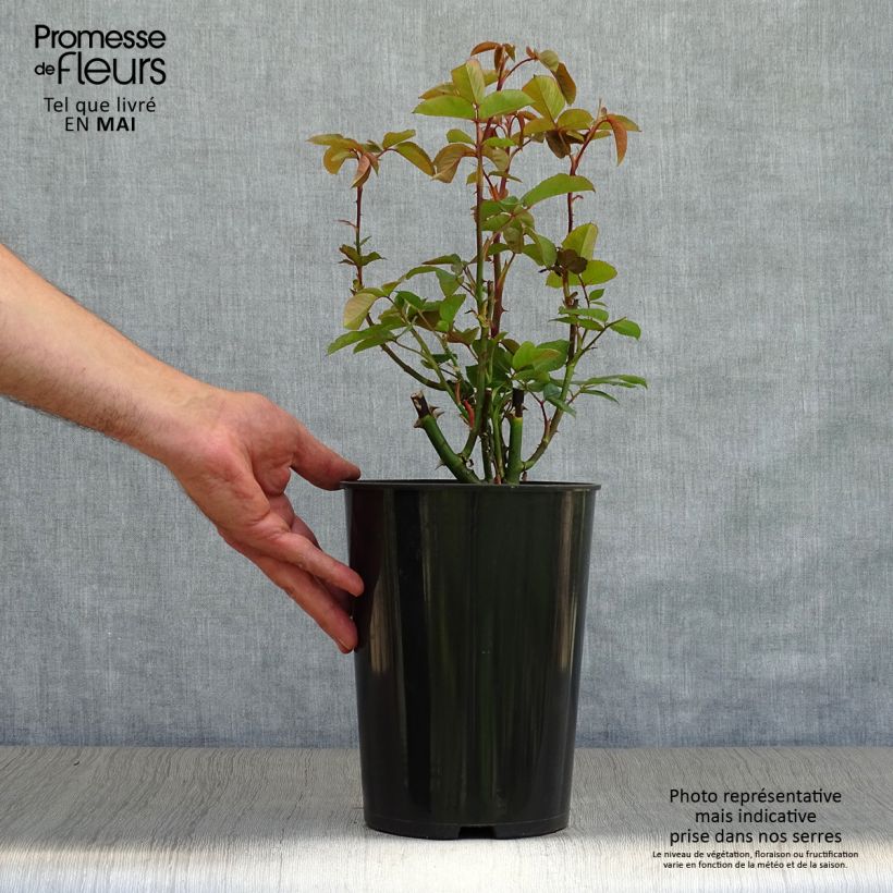 Example of Rosa Queen Elizabeth - Grootbloemige roos Pot van 4 l/5 l as you get in printemps