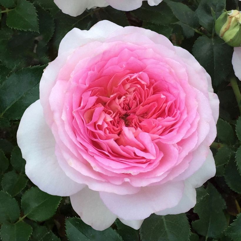 Rosa Ragazza - Grootbloemige roos (Bloei)