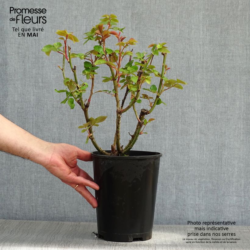 Exemplaar van Rosa Naomi - Grootbloemige roos Pot van 4 l/5 l zoals geleverd in de lente