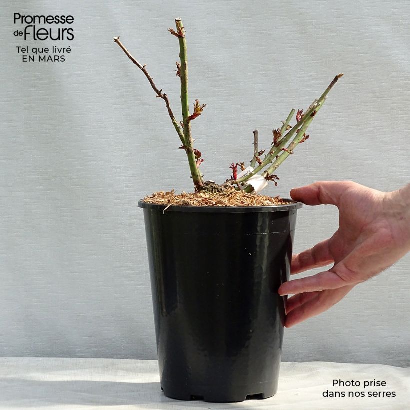Example of Rosa République de Montmartre - Grootbloemige roos Pot van 4 l/5 l as you get in printemps