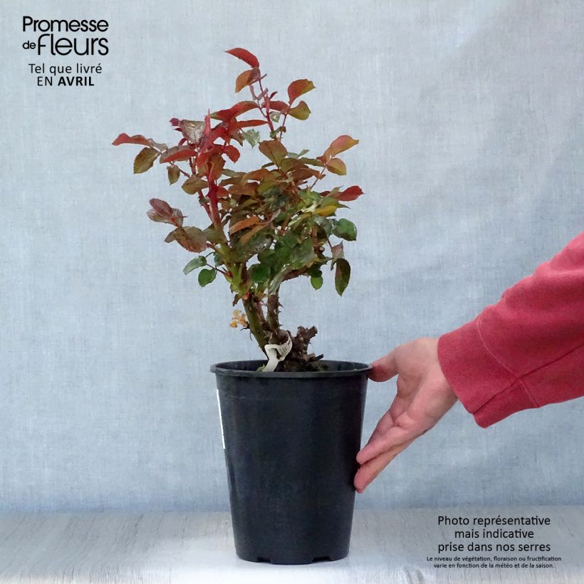 Example of Rosa Rose Clos Vougeot - Grootbloemige roos Pot van 4 l/5 l as you get in printemps