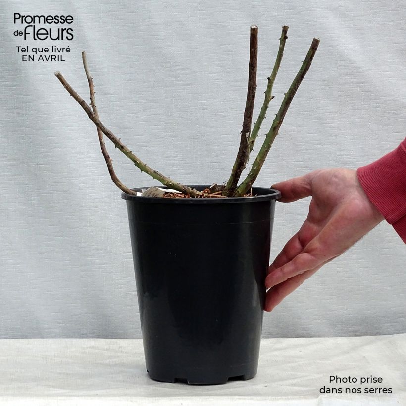 Example of Rosa Rose Lalande de Pomerol - Grootbloemige roos Pot van 3 l/4 l as you get in printemps