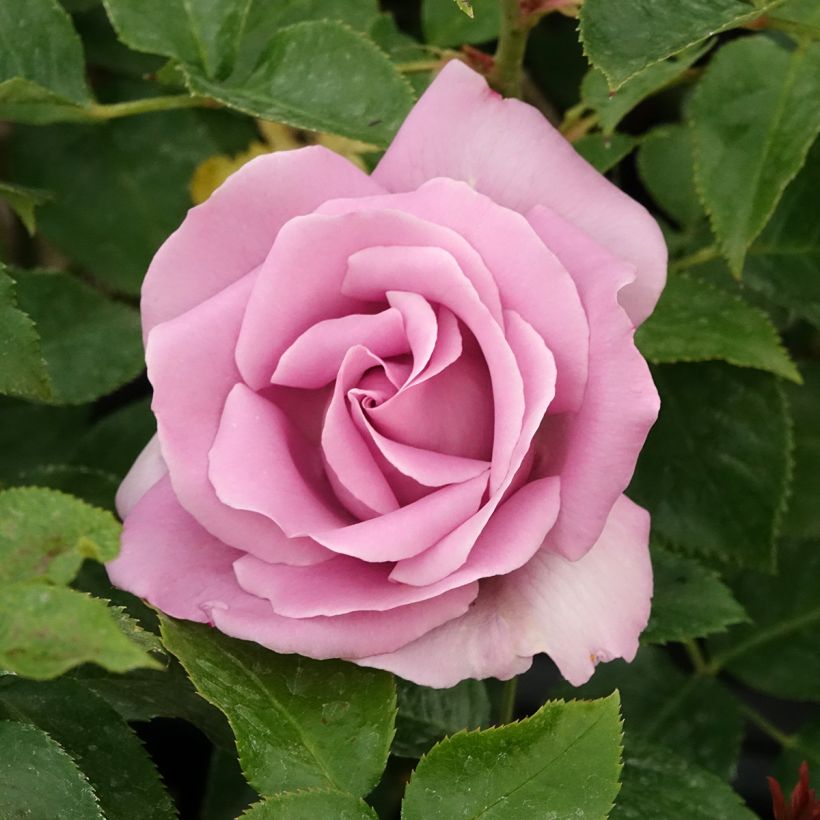 Rosa Le Petit Prince - Grootbloemige roos (Bloei)