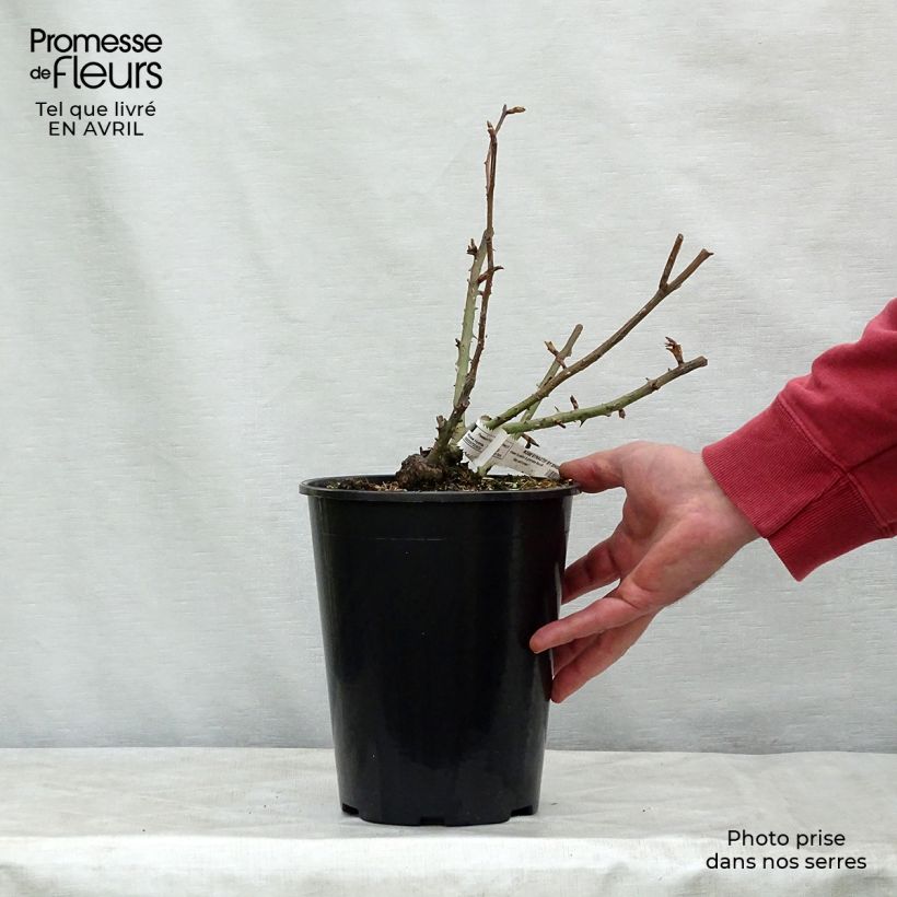 Exemplaar van Rosa Le Petit Prince - Grootbloemige roos Pot van 4 l/5 l zoals geleverd in de lente