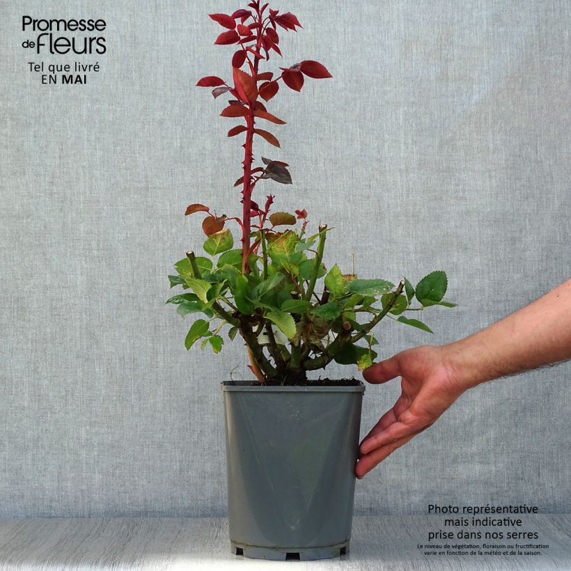 Example of Rosa Velvet Alibi - Grootbloemige roos Pot van 4 l/5 l as you get in printemps