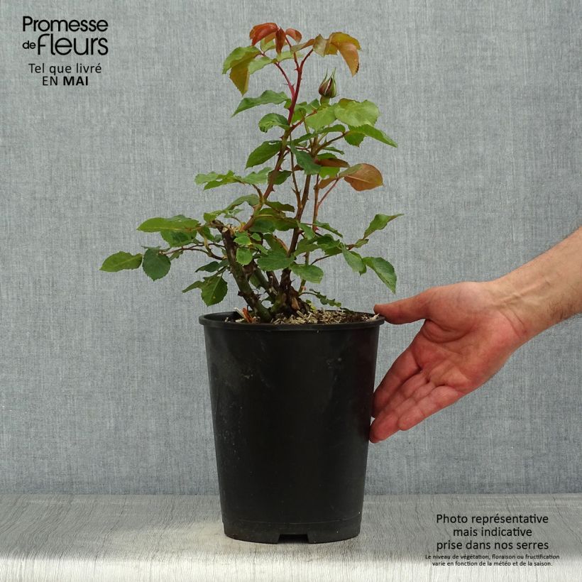 Exemplaar van Rosa Elbjuwel - Grootbloemige roos Pot van 4 l/5 l zoals geleverd in de lente