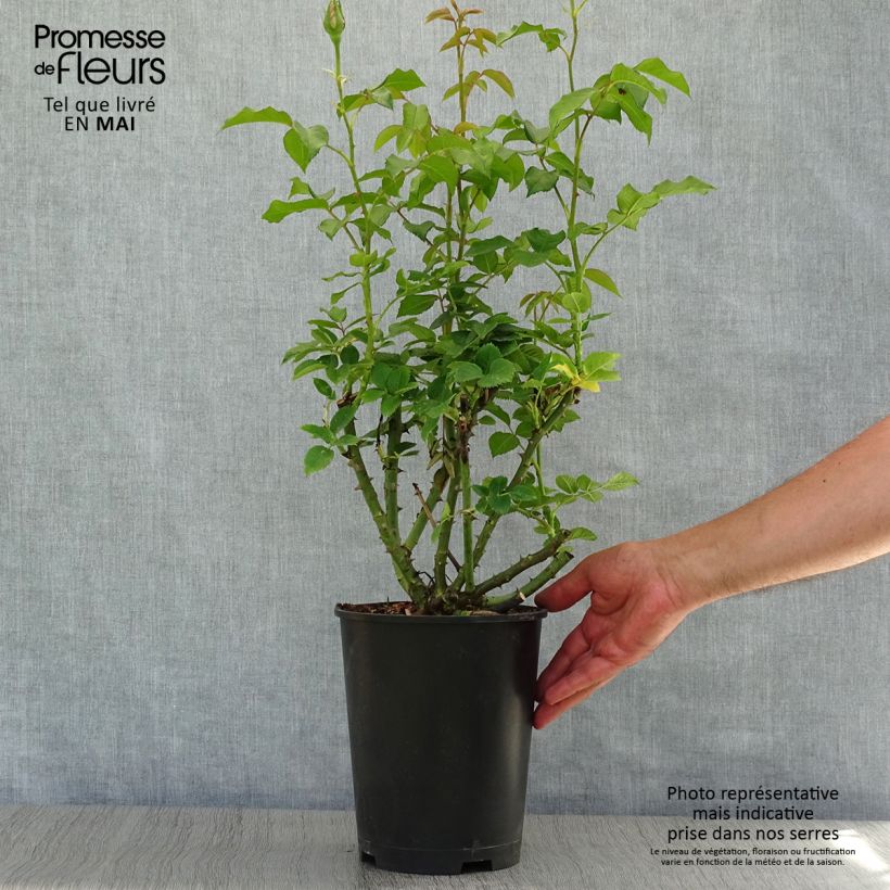 Exemplaar van Rosa Sandrine Quétier - Grootbloemige roos Pot van 4 l/5 l zoals geleverd in de lente