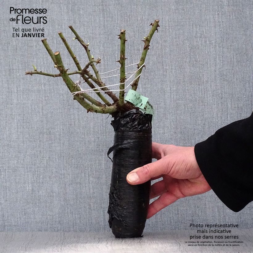 Exemplaar van Rosa Schwarze Madonna - Grootbloemige roos In kluit zoals geleverd in de winter