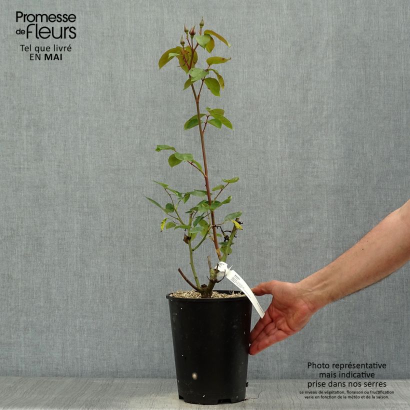 Example of Rosa Sissi - Grootbloemige roos Pot van 4 l/5 l as you get in printemps
