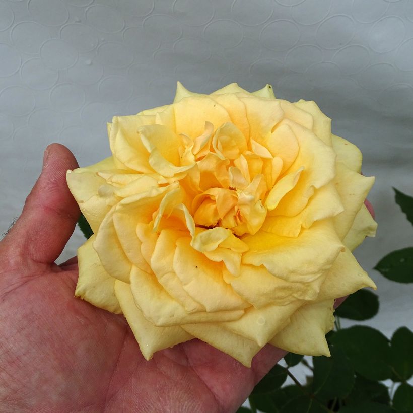 Rosa Sophia Renaissance - Grootbloemige roos (Bloei)