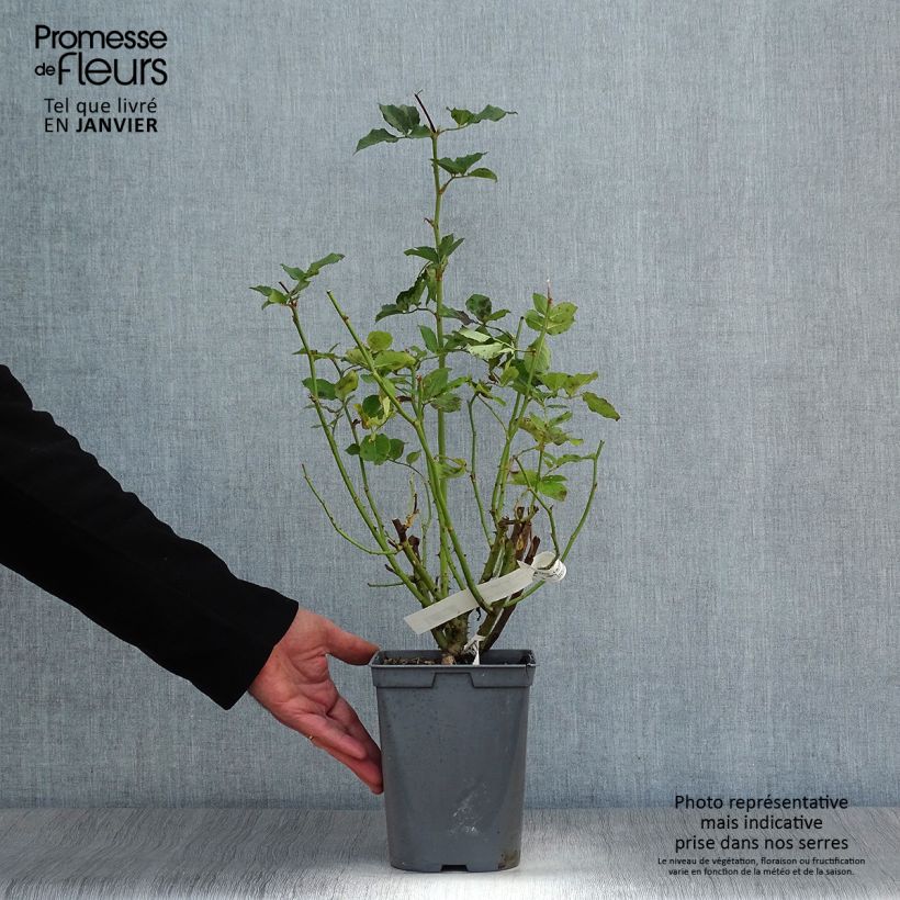 Exemplaar van Rosa Sophie Rochas - Grootbloemige roos Pot van 3 l/4 l zoals geleverd in de winter